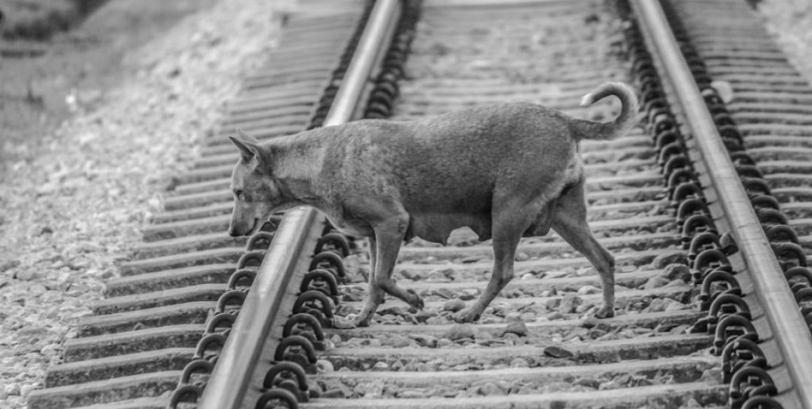 Obowiązki przewoźnika przy transporcie zwierząt