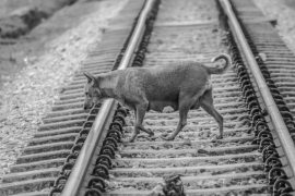 Obowiązki przewoźnika przy transporcie zwierząt